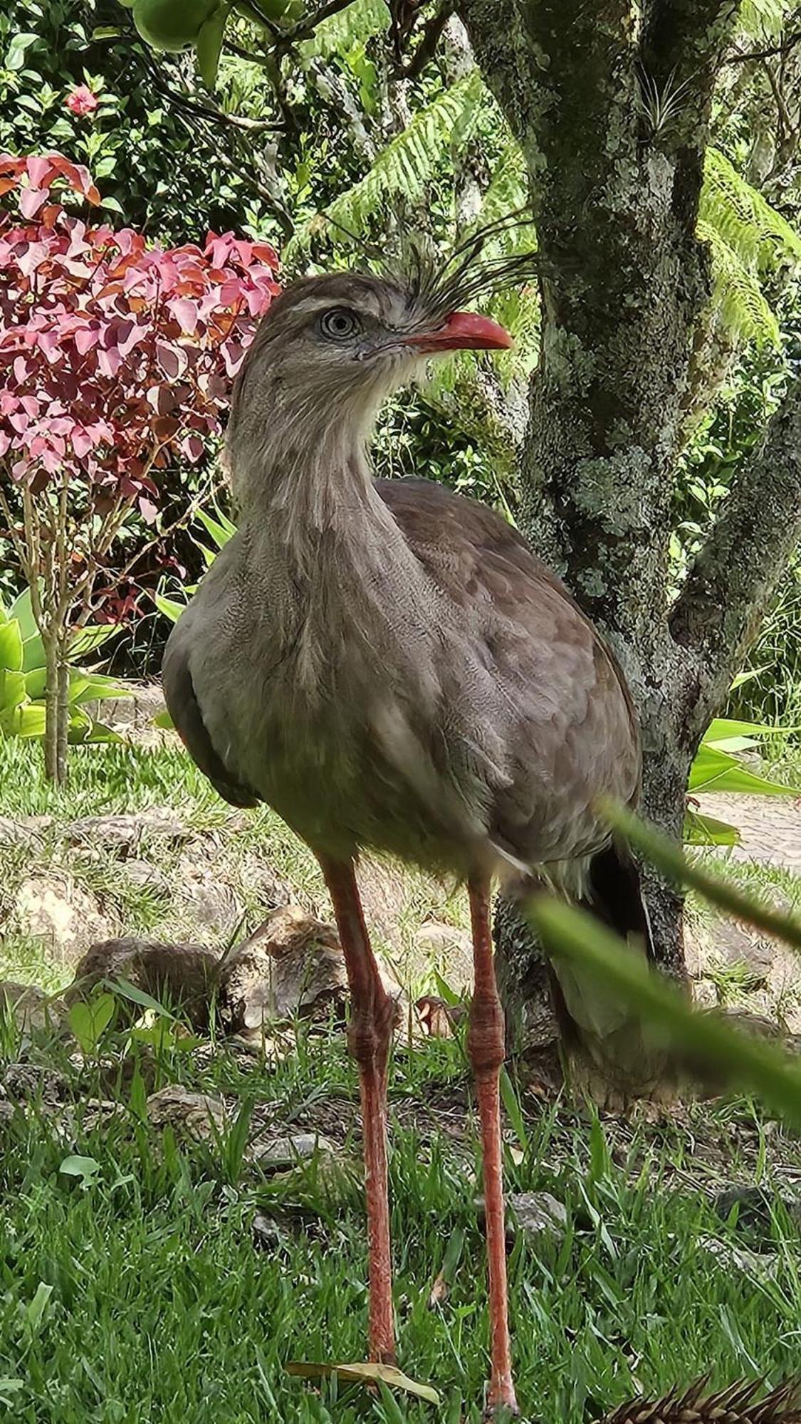 Chale Refugio Da Pedra Sp Villa São Bento do Sapucaí Exteriör bild